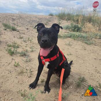 Amara -  American Staffordshire Terrier and Mixed Breed Dog for Adoption in Douglas, Wyoming - Amara | PetCurious