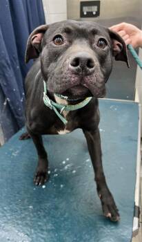 Pit Bull Terrier Dogs Available for Adoption - JOSIE | PetCurious
