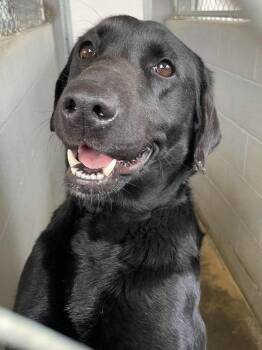 Black Labrador Retriever Dogs Available for Adoption - Lyric | PetCurious