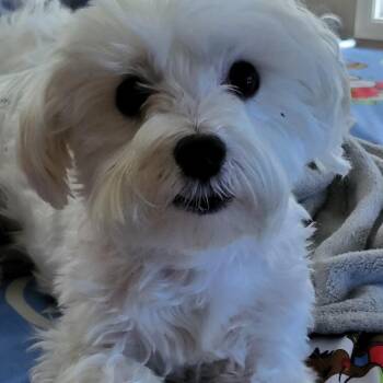 Tobi -  Mixed Breed Dog for Adoption in Mentor, Ohio - Tobi | PetCurious
