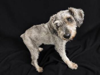 Schnauzer and Mixed Breed Dogs Available for Adoption in Winter Haven, Florida - FRITZ | PetCurious