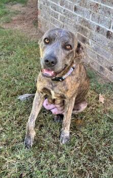 Rescue Dutch Shepherd and Mixed Breed Dogs for Adoption in Morton Grove, Illinois - Mia | PetCurious