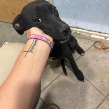 July 4th -  Mixed Breed Dog for Adoption in Chattanooga, Tennessee - July 4th | PetCurious