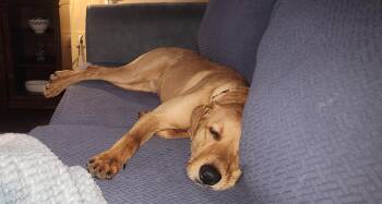 Rescue Labrador Retriever Dogs for Adoption in South Plainfield, New Jersey - Buckey | PetCurious