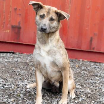 Mixed Breed Dogs Available for Adoption in Cape Girardeau, Missouri - Jenny | PetCurious