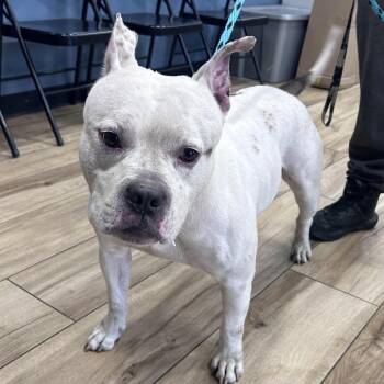 Pit Bull Terrier Dogs Available for Adoption in Newark, New Jersey - Ghost | PetCurious
