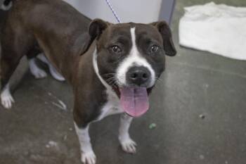 Mercy (Mallory) -  Pit Bull Terrier Dog for Adoption in Mountain Home, Arkansas - Mercy (Mallory) | PetCurious
