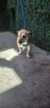 61313218 -  Dachshund and Chihuahua Dog for Adoption in El Paso, Texas - 61313218 | PetCurious