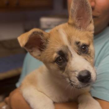 Zyra -  Australian Shepherd and Catahoula Leopard Dog Dog for Adoption in Midland, Texas - Zyra | PetCurious