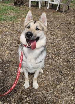 Rescue German Shepherd Dog Dogs for Adoption in Anoka, Minnesota - King-I24066 | PetCurious