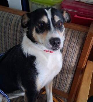 Rescue Terrier Dogs for Adoption in Philippi, West Virginia - Nellie | PetCurious