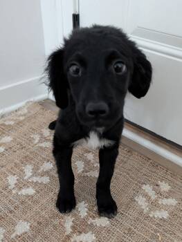 Border Collie and Poodle Dogs Available for Adoption - Daisy | PetCurious