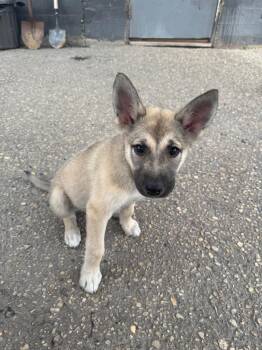 Tralala -  Shepherd Dog for Adoption in Winnipeg, Manitoba - Tralala | PetCurious