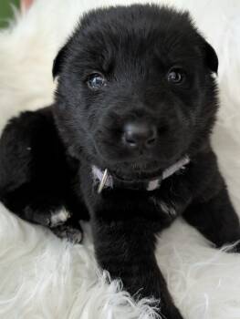 Sarabi -  Newfoundland Dog and Black Labrador Retriever Dog for Adoption in Clarksburg, Ontario - Sarabi | PetCurious