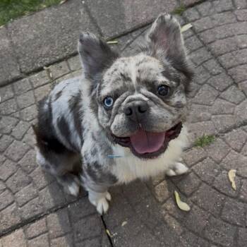 French Bulldog Dogs Available for Adoption in Northville, Michigan - Bruce | PetCurious