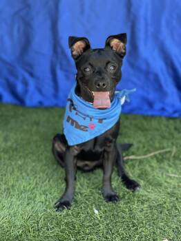 Chihuahua Dogs Available for Adoption in Rowland Heights, California - Apollo | PetCurious