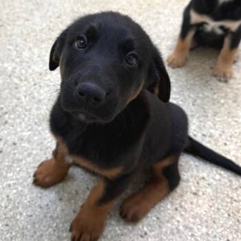 Rottweiler and Shepherd Dogs Available for Adoption - Louise | PetCurious