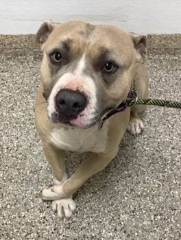 Pit Bull Terrier Dogs Available for Adoption in Vancouver, Washington - Auntie Viv | PetCurious