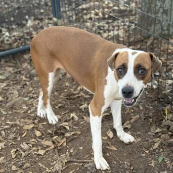 Rescue Mixed Breed Dogs for Adoption in New York, New York - Salish | PetCurious