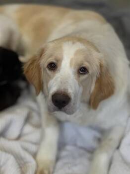 Mixed Breed Dogs Available for Adoption in Dallas, Texas - ESTELLA | PetCurious