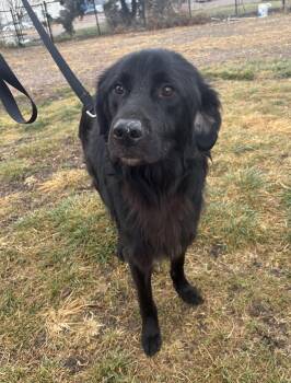 Rescue Great Pyrenees and Border Collie Dogs for Adoption in Grant, Nebraska - Rolo | PetCurious