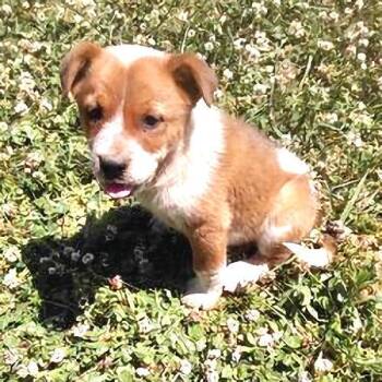 Australian Cattle Dog Blue Heeler and Boxer Dogs Available for Adoption in Rutherfordton, North Carolina - Calypso | PetCurious