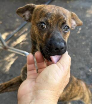Graham -  Dachshund Dog for Adoption in Larkfield-wikiup, California - Graham | PetCurious