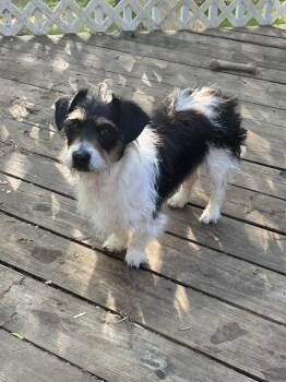 Parson Russell Terrier and Hound Dogs Available for Adoption in Greensboro, Georgia - Stanley | PetCurious