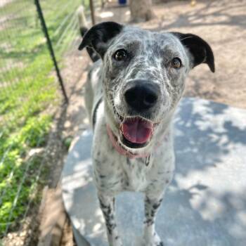 Morticia -  Australian Cattle Dog Blue Heeler Dog for Adoption in Center Point, Texas - Morticia | PetCurious