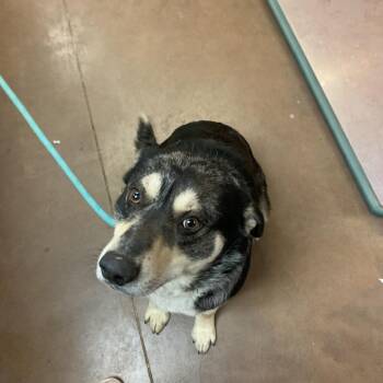 Mixed Breed and Australian Cattle Dog Blue Heeler Dogs Available for Adoption - Scooby | PetCurious