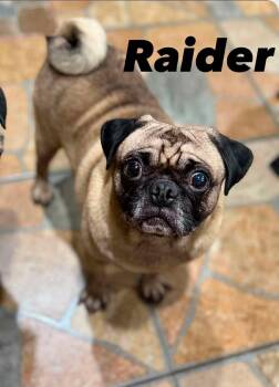 Raider -  Pug Dog for Adoption in Severance, Colorado - Raider | PetCurious