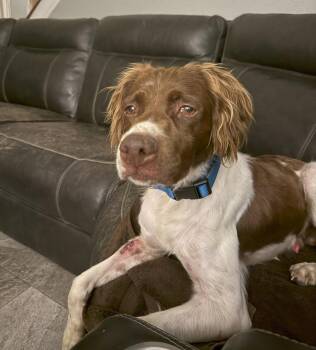 TX/Riggs Rig -  Brittany Spaniel Dog for Adoption in Baldwinsville, New York - TX/Riggs Rig | PetCurious