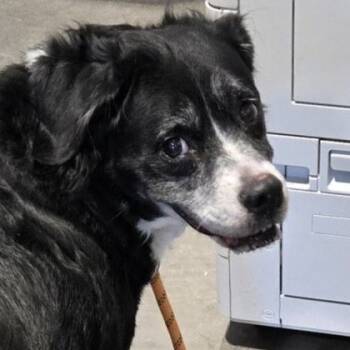 Rescue Border Collie Dogs for Adoption in Hannibal, Missouri - Hettie | PetCurious