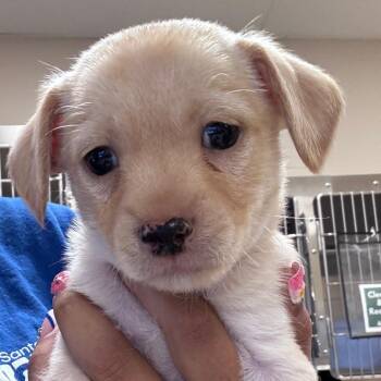 Tito -  Chihuahua Dog for Adoption in Goleta, California - Tito | PetCurious
