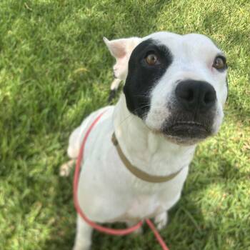 Zara -  Labrador Retriever Dog for Adoption in Pearland, Texas - Zara | PetCurious