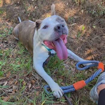 Pit Bull Terrier Dogs Available for Adoption in Sarasota, Florida - Goose | PetCurious