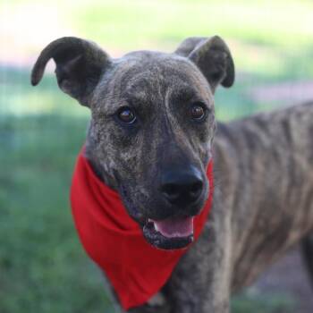 BARAKA -  American Staffordshire Terrier Dog for Adoption in San Antonio, Texas - BARAKA | PetCurious