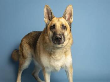 ROCKY -  German Shepherd Dog Dog for Adoption in Phoenix, Arizona - ROCKY | PetCurious