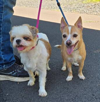 Rescue Shih Tzu Dogs for Adoption in Warwick, New York - Lolita & Spanky - Bonded Pair To Be Adopted Together | PetCurious