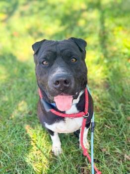 Gunter -  Mixed Breed Dog for Adoption in Miamitown, Ohio - Gunter | PetCurious