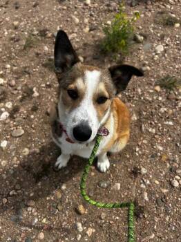 Mixed Breed Dogs Available for Adoption in Fort Collins, Colorado - Bandera | PetCurious