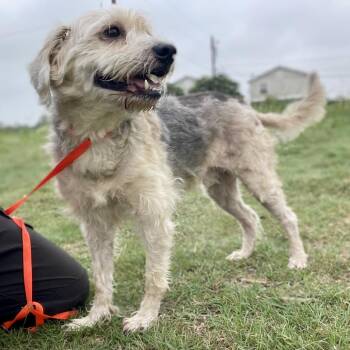 Barry -  Terrier and Mixed Breed Dog for Adoption in Wimberley, Texas - Barry | PetCurious