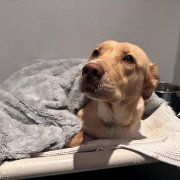 Kiddie -  Mixed Breed Dog for Adoption in New York, New York - Kiddie | PetCurious