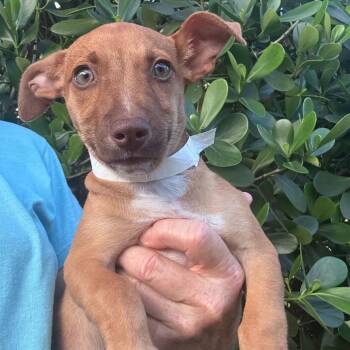 Mando Clewy -  Chihuahua Dog for Adoption in Fort Lauderdale, Florida - Mando Clewy | PetCurious