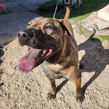 Rescue Pit Bull Terrier Dogs for Adoption in Wadena, Minnesota - Betsy | PetCurious