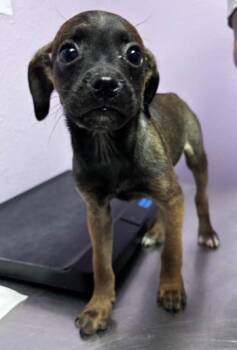 Mixed Breed Dogs Available for Adoption in El Paso, Texas - 60791693 | PetCurious
