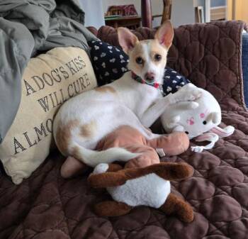 Rescue Chihuahua Dogs for Adoption in Knoxville, Tennessee - Kanga | PetCurious