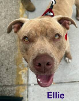 Ellie -  Pit Bull Terrier Dog for Adoption in Camden, Tennessee - Ellie | PetCurious