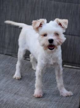 Feather Duster -  Yorkshire Terrier and Maltese Dog for Adoption in Indianapolis, Indiana - Feather Duster | PetCurious