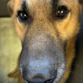 Florin -  Shepherd and Mixed Breed Dog for Adoption in Greensboro, North Carolina - Florin | PetCurious